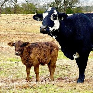 Meet your Posher, Peeps